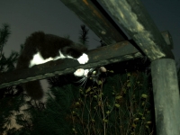 Cat 2